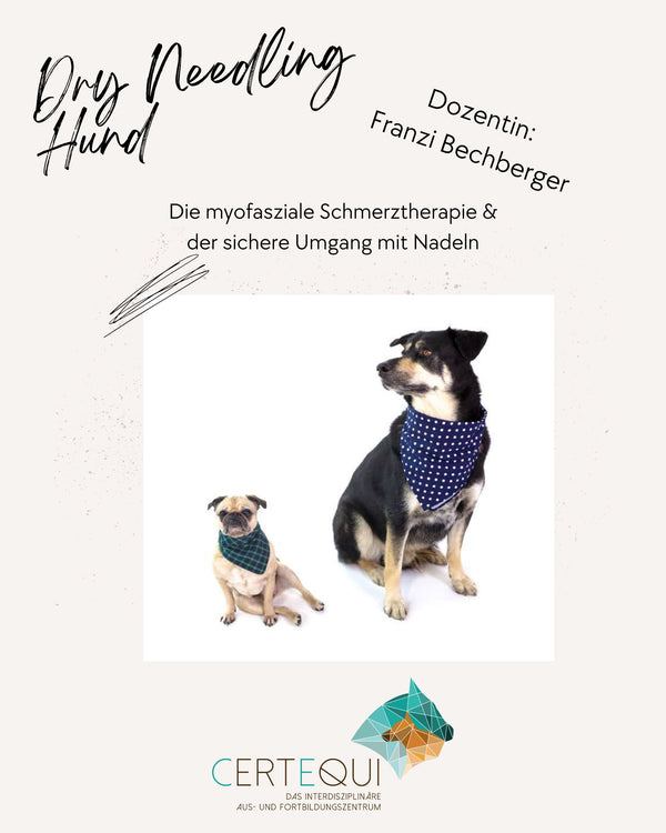 Dry Needling Hund