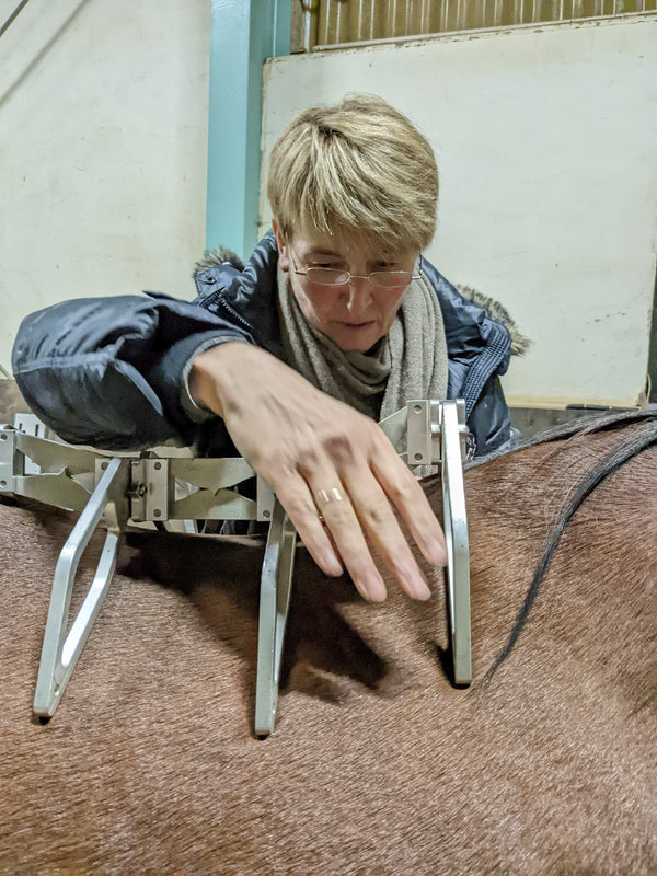 Sattel & Ausrüstung - 3 tägiger Kurs mit Maren Volker